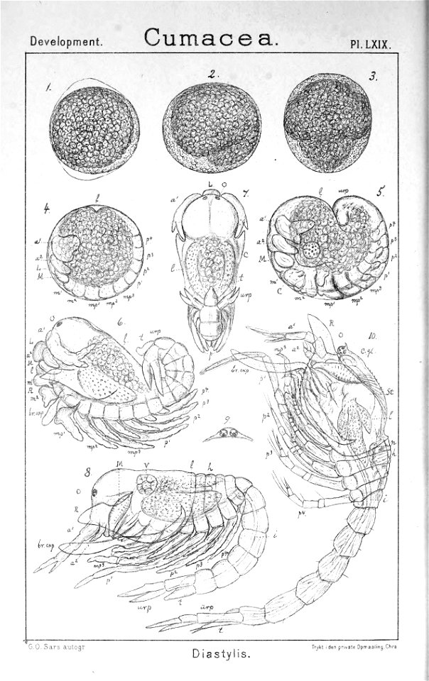 Pl. LXIX Diastylis