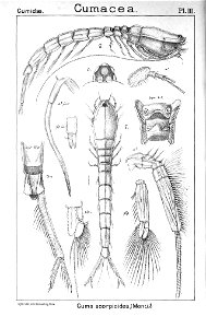 Pl. III. Bodotria scorpioides