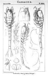 Pl. XXVII. Eudorella emarginata