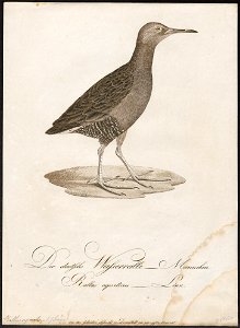 Rallus aquaticus - 1800-1812 - Print - Iconographia Zoologica - Special Collections University of Amsterdam - UBA01 IZ17500013