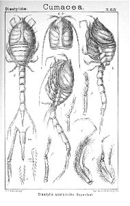Pl. XLIV Diastylis scorpioides
