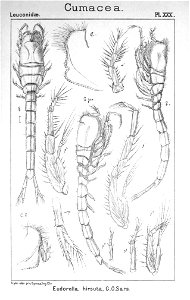 Pl. XXX. Eudorella hirsuta