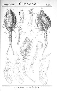 Pl. LXII Campylaspis horrida