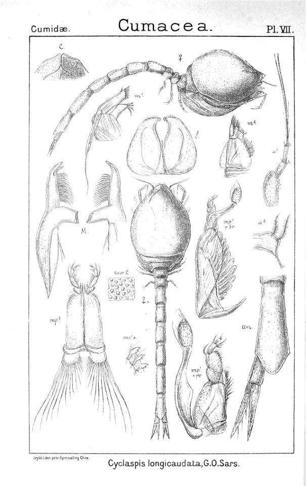 Pl. VII. Cyclaspis longicaudata