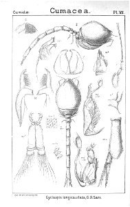 Pl. VII. Cyclaspis longicaudata