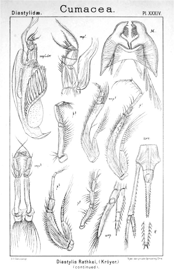 Pl. XXXIV. Diastylis rathkei