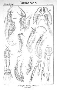 Pl. XXXIV. Diastylis rathkei