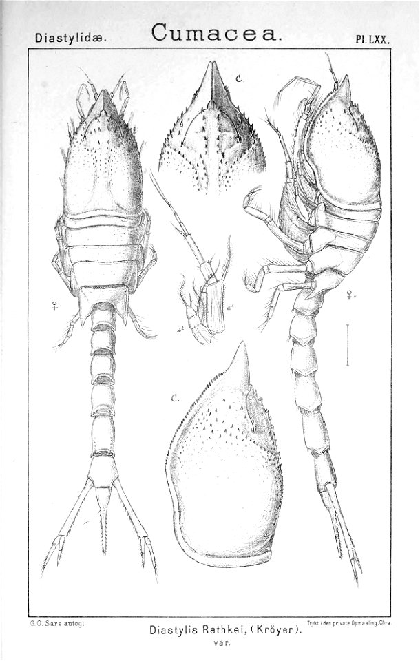 Pl. LXX Diastylis rathkei