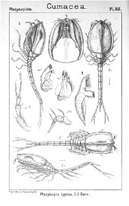 Pl. XIX. Platyaspis typica