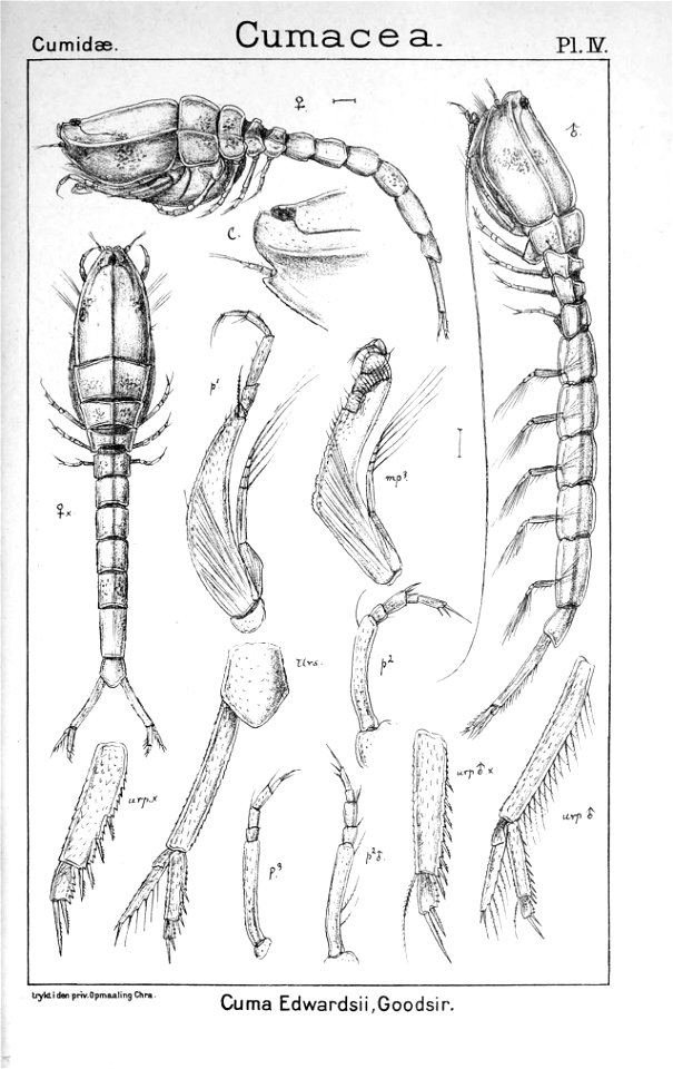 Pl. IV. Bodotria scorpioides