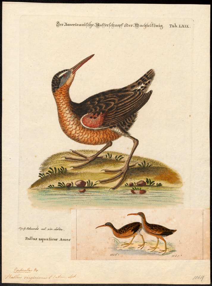 Rallus virginianus - 1700-1880 - Print - Iconographia Zoologica - Special Collections University of Amsterdam - UBA01 IZ17500029