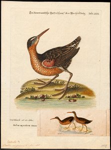 Rallus virginianus - 1700-1880 - Print - Iconographia Zoologica - Special Collections University of Amsterdam - UBA01 IZ17500029. Free illustration for personal and commercial use.