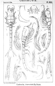 Pl. XXIX. Eudorella truncatula