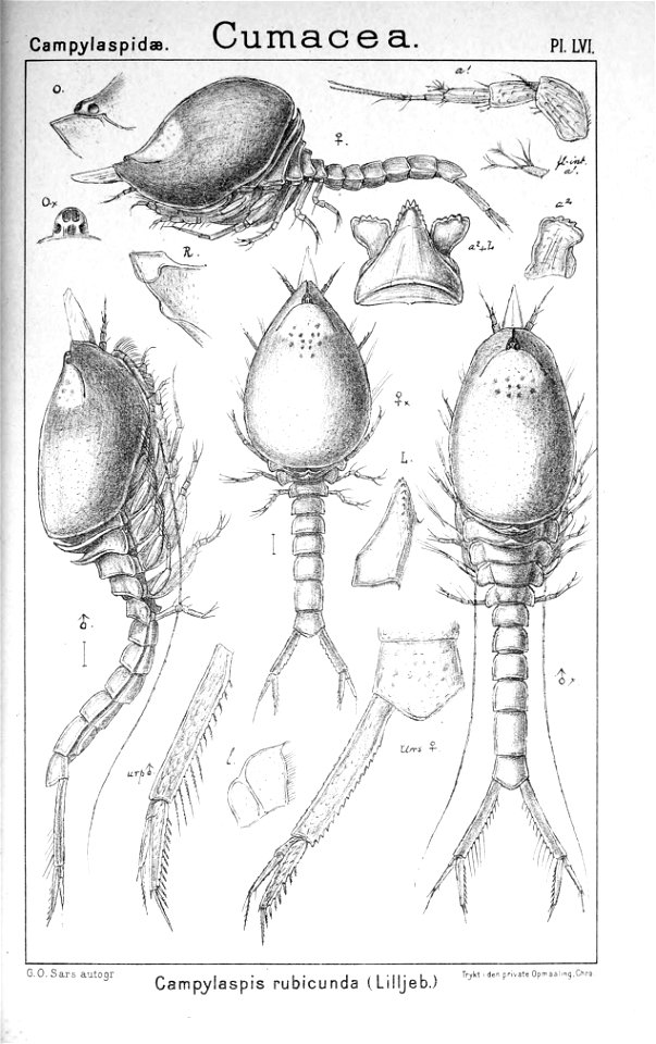 Pl. LVI Campylaspis rubicunda