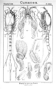Pl. XXXVI. Diastylis cornuta