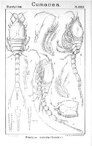 Pl. XXXIX Diastylis rostrata