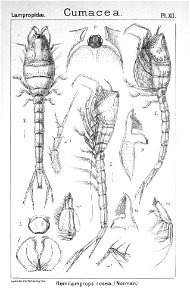 Pl. XII. Hemilamprops roseus