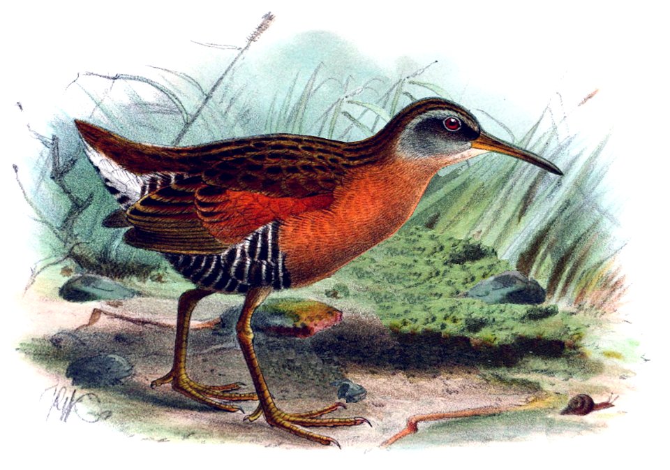 Rallus aequatorialis Keulemans