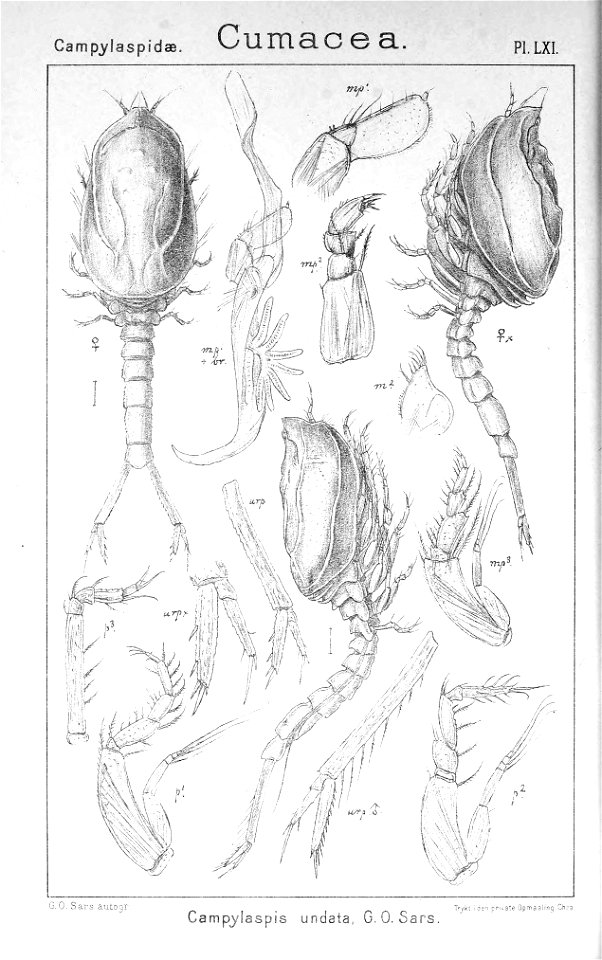Pl. LXI Campylaspis undata
