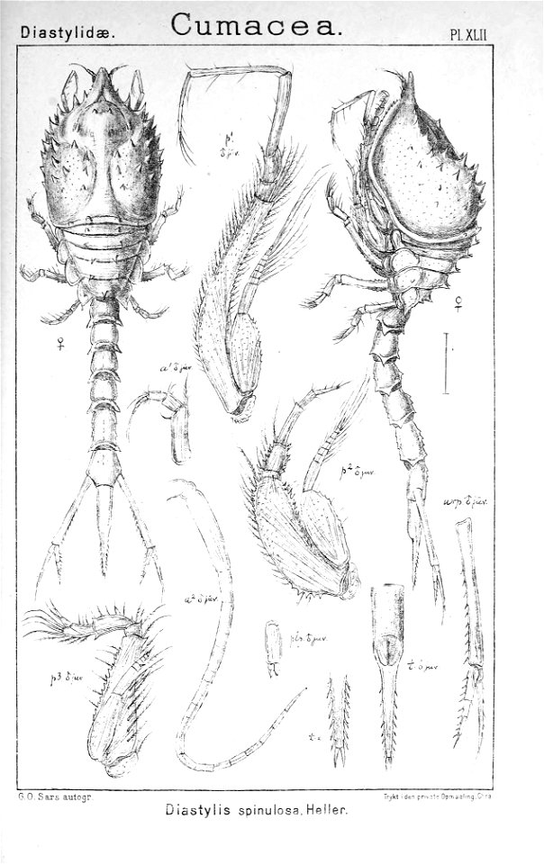 Pl. XLII Diastylis spinulosa