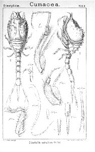 Pl. XLII Diastylis spinulosa