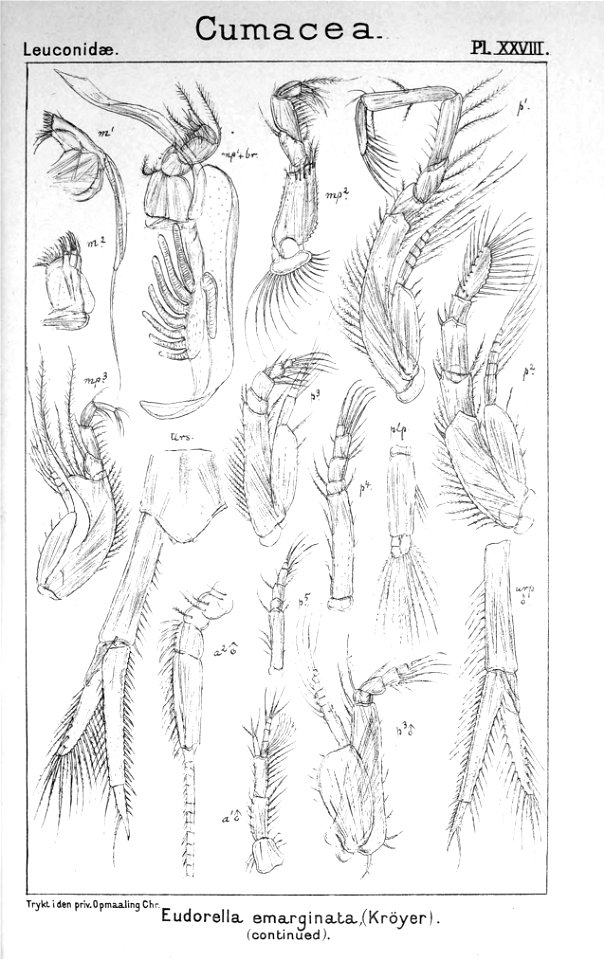 Pl. XXVIII. Eudorella emarginata
