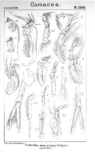 Pl. XXVIII. Eudorella emarginata