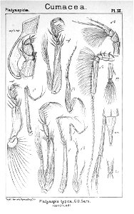 Pl. XX. Platyaspis typica
