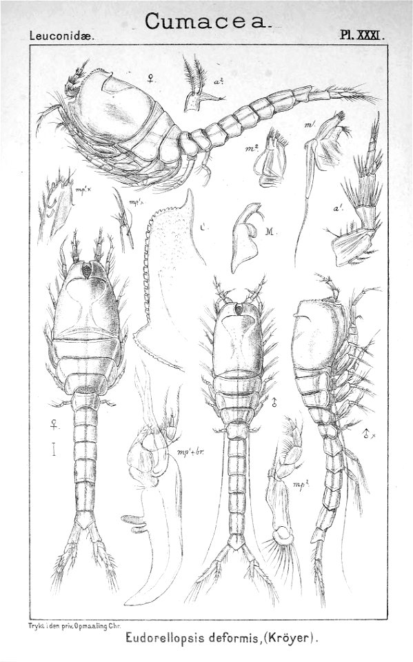 Pl. XXXII. Eudorellopsis deformis