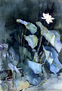 Ralph Curtis - White Lotus