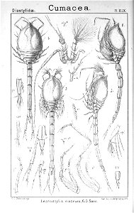 Pl. XLIX Leptostylis macrura