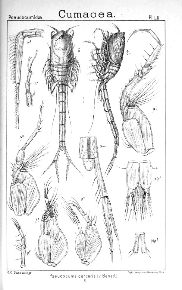 Pl. LII Pseudocuma cercaria