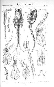 Pl. LII Pseudocuma cercaria