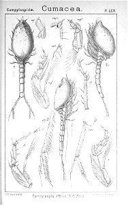 Pl. LXIV Campylaspis affinis