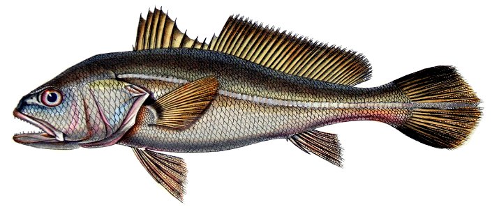 Plagioscion squamosissimus 2 - De Castelnau