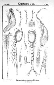 Pl. VIII. Cyclaspis longicaudata