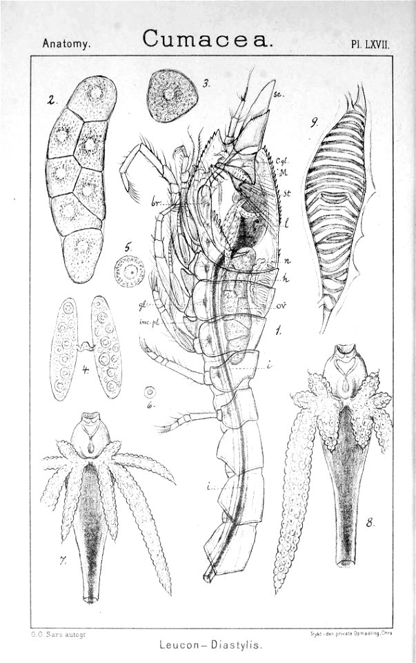 Pl. LXVII Diastylis