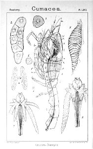 Pl. LXVII Diastylis