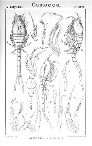 Pl. XXXVIII. Diastylis lucifera