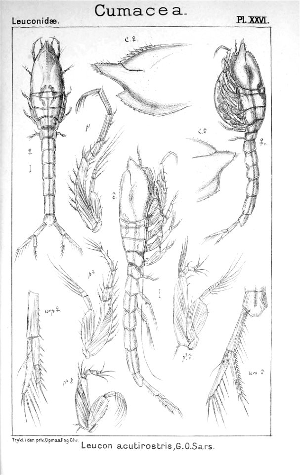 Pl. XXVI. Leucon (Leucon) acutirostris
