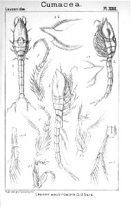 Pl. XXVI. Leucon (Leucon) acutirostris