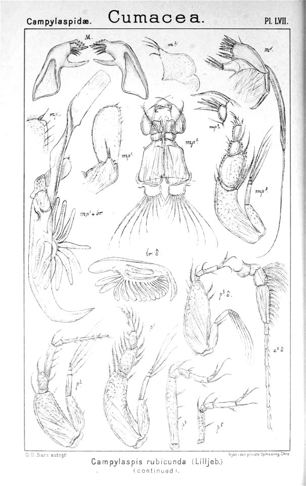 Pl. LVII Campylaspis rubicunda
