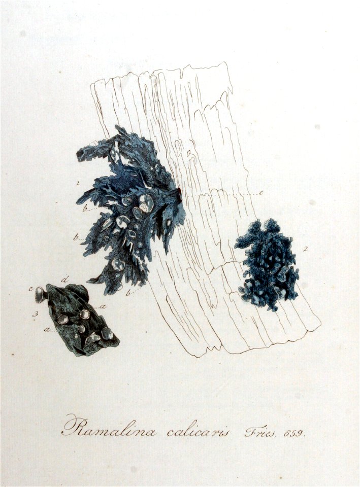 Ramalina calicaris — Flora Batava — Volume v9