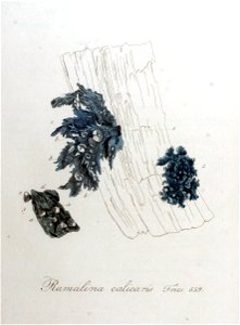 Ramalina calicaris — Flora Batava — Volume v9