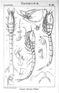 Pl. XXI. Leucon (Leucon) nasica
