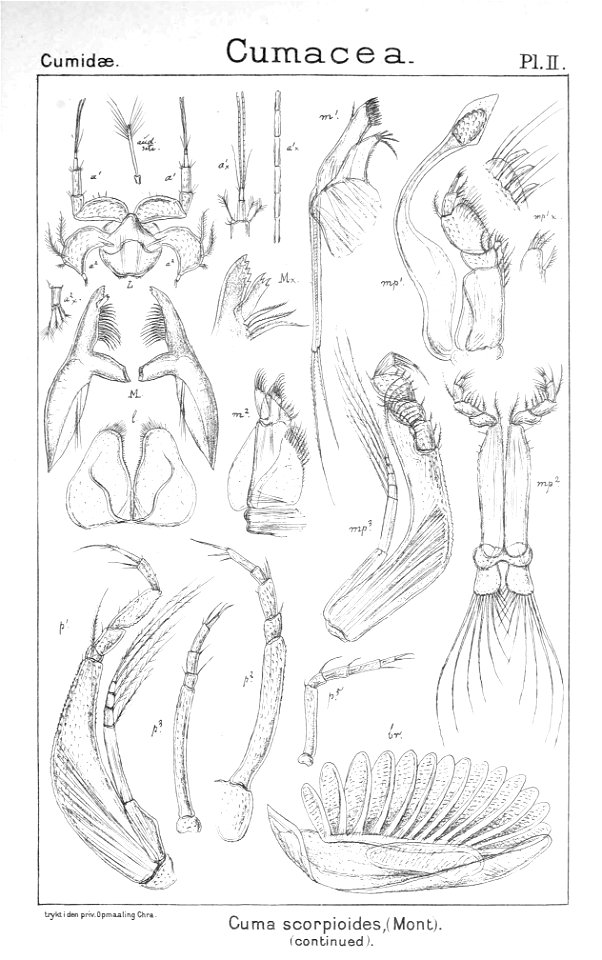 Pl. II. Bodotria scorpioides