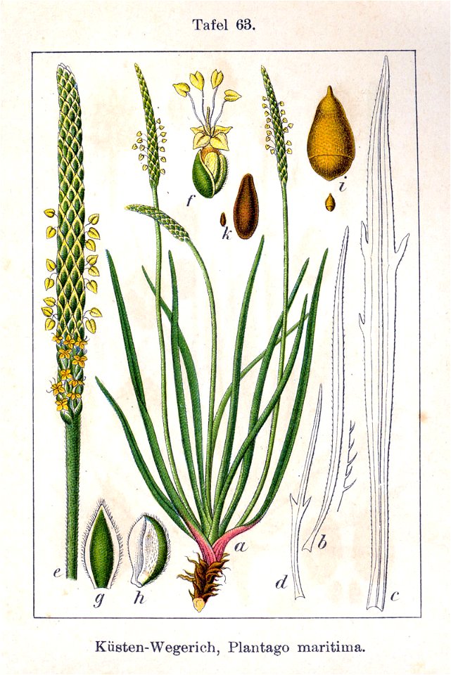 Plantago maritima Sturm63
