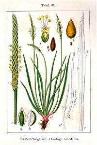 Plantago maritima Sturm63