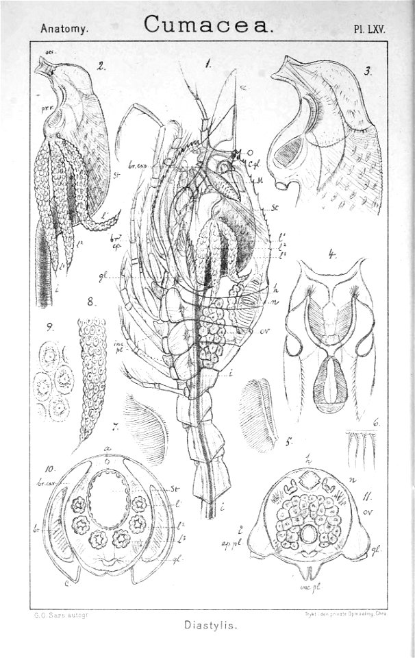 Pl. LXV Diastylis