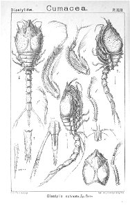 Pl. XLIII Diastylis echinata